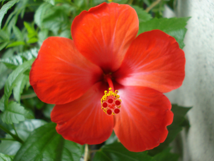 August 2012 - Hibiscus