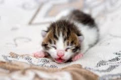 nam ce zice prea dragutz