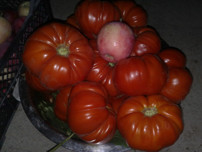 rosii gigant - Rosiile mele