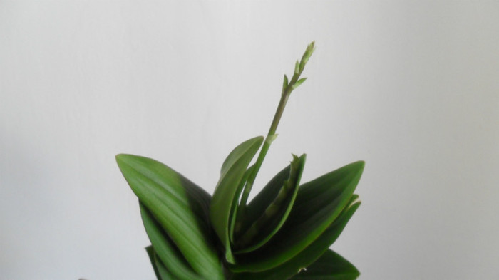 noi tije la dendro phala pe - Dendrobium phalaenopsis