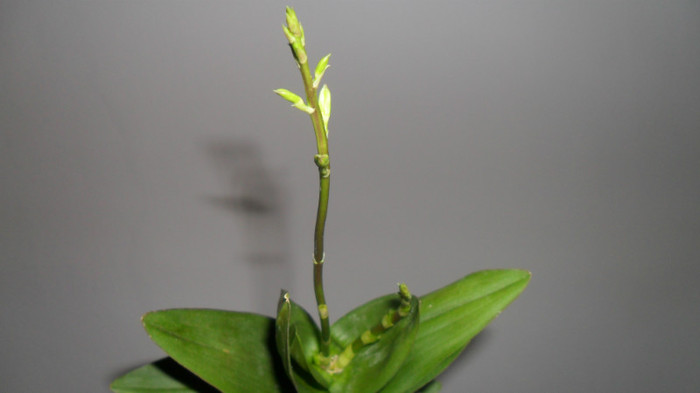 noi tije la dendro phala - Dendrobium phalaenopsis
