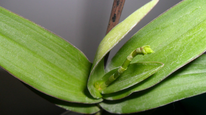 noi tije la dendro phala - Dendrobium phalaenopsis