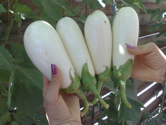 27072012 - recolte 2012