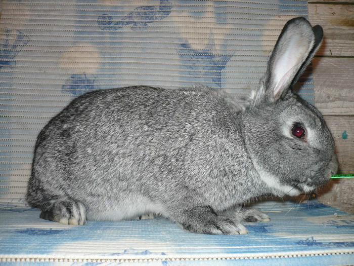 nascut in august 2011 - Mascul 1 Chinchilla Mare