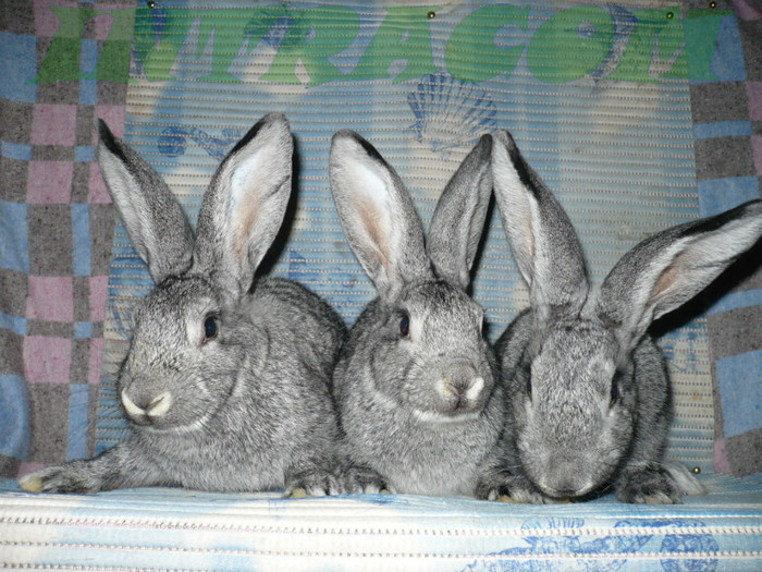 3 femele frumoase - Tineret Chinchilla Mare 2012