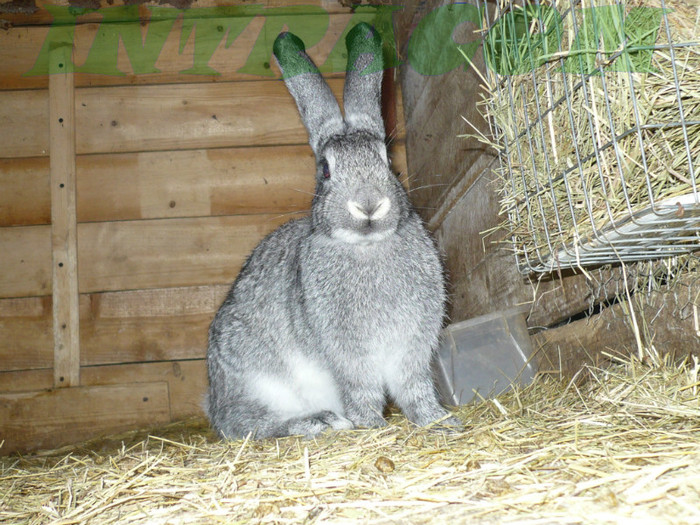 femela din marie 2012 - Tineret Chinchilla Mare 2012