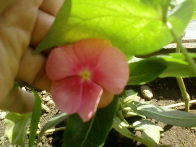 vinca roz