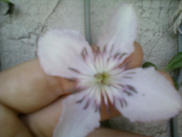2 august 2012-flori 010 - clematite