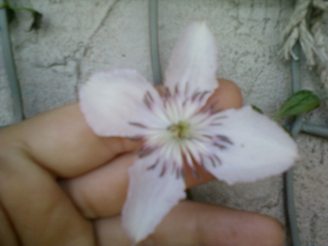 2 august 2012-flori 012 - clematite