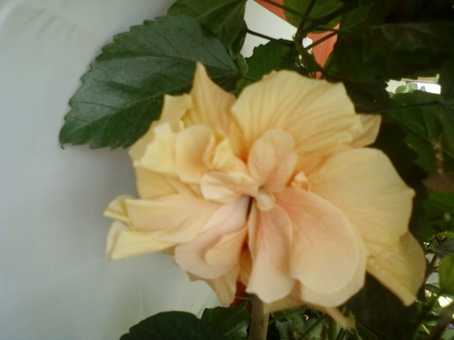 2 august 2012-flori 009 - hibiscus