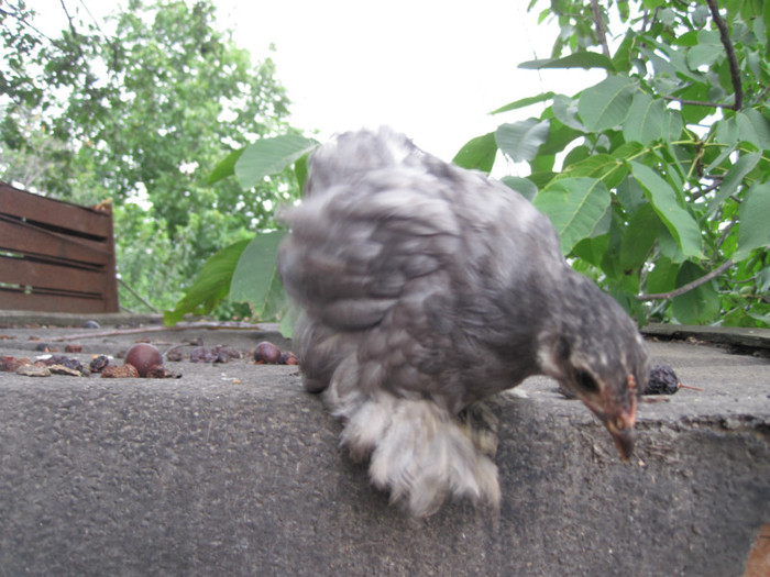 iulie 2012 - 2 cochinchina pitic