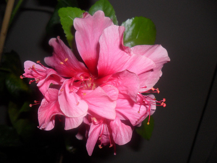 Hibiscus Zaragoza ( ? )