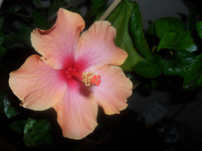 Hibiscus Passion