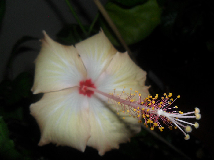 Hibiscus Fort de France