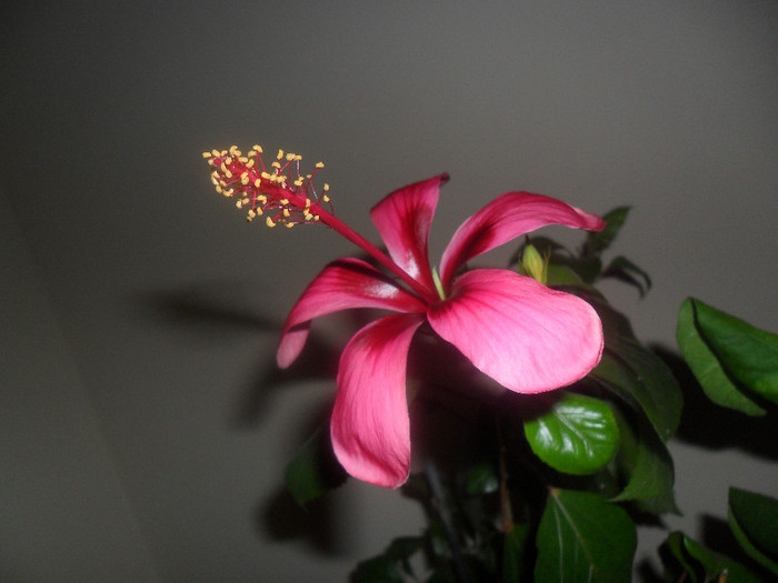 Hibiscus Fidjian Island
