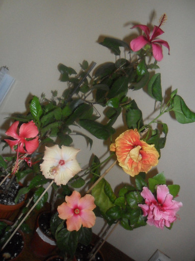 Hibiscus grup