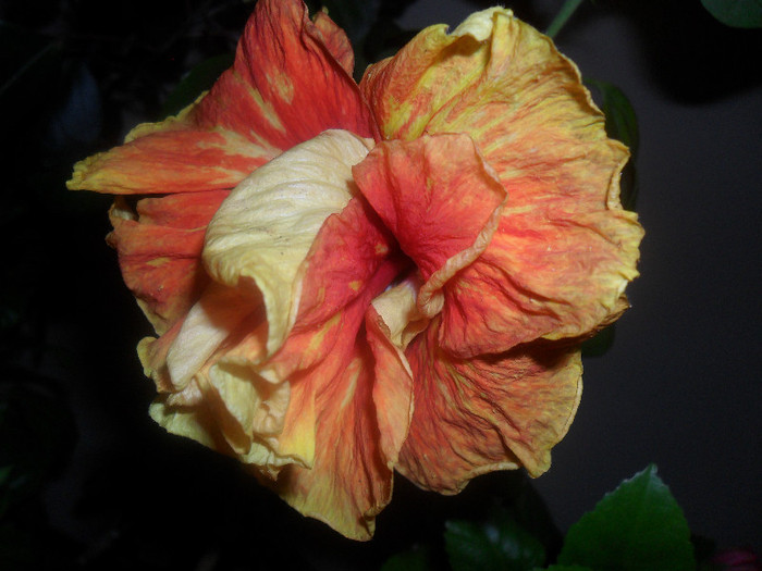 Hibiscus Dancing Fire