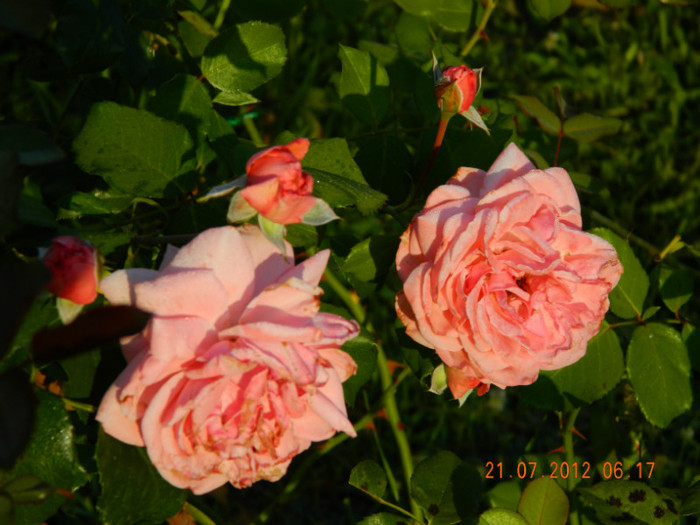 051 - CORAL DOWN-catarator ROZ