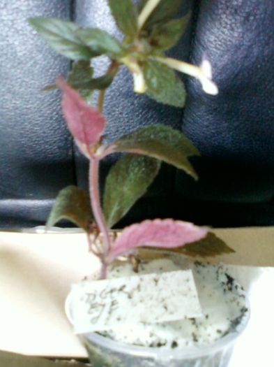 multumesc monica-mikamo - primite