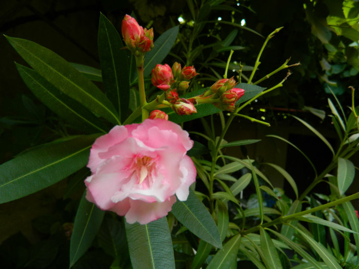 DSCN9797 - 30 31 IULIE 2012