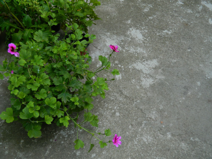 DSCN9801 - 30 31 IULIE 2012