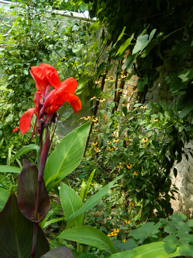 DSCN9802 - 30 31 IULIE 2012