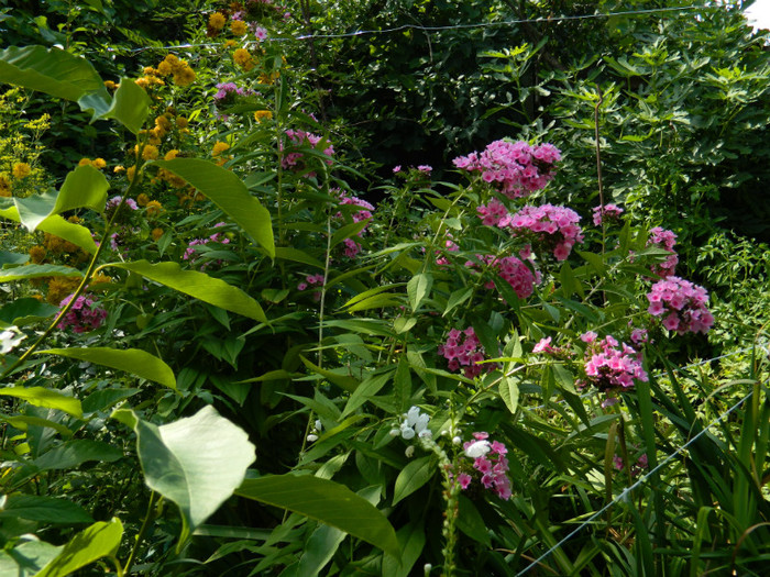 DSCN9807 - 30 31 IULIE 2012