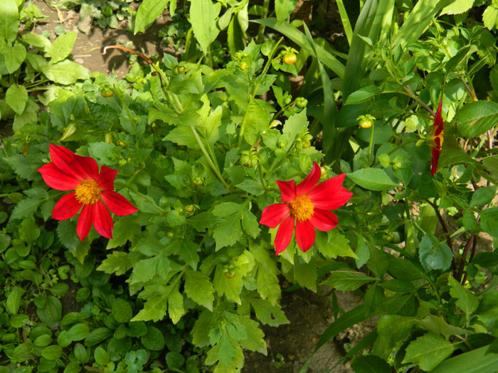 DSCN9808 - 30 31 IULIE 2012