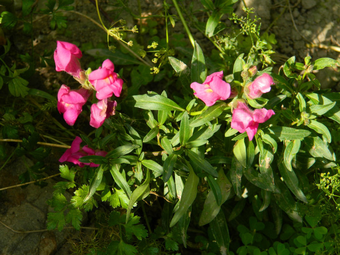 DSCN9809 - 30 31 IULIE 2012