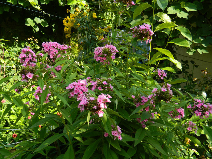 DSCN9810 - 30 31 IULIE 2012