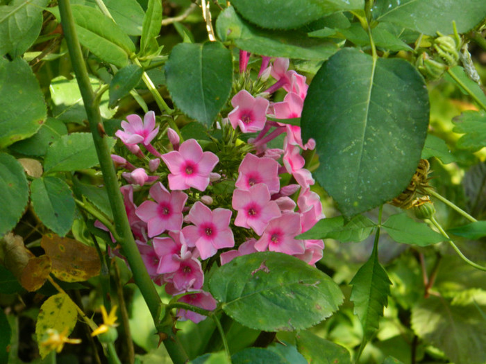 DSCN9811 - 30 31 IULIE 2012