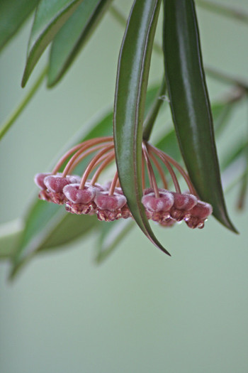 Hoya angustifolia - Hoya