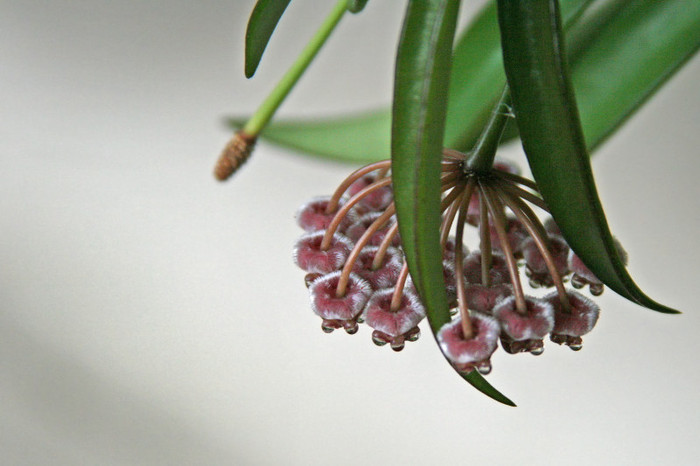 Hoya angustifolia - Hoya