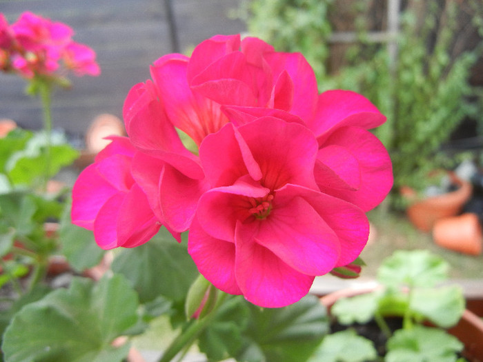 Bright Odette Geranium (2012, Aug.02) - Geranium Bright Odette