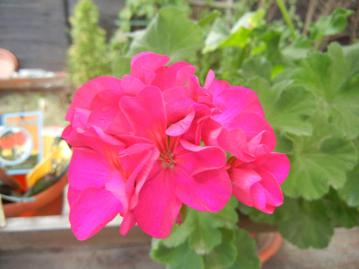 Bright Odette Geranium (2012, Aug.02) - Geranium Bright Odette