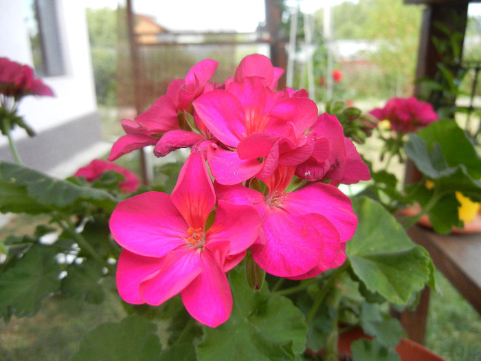 Bright Odette Geranium (2012, Aug.02) - Geranium Bright Odette