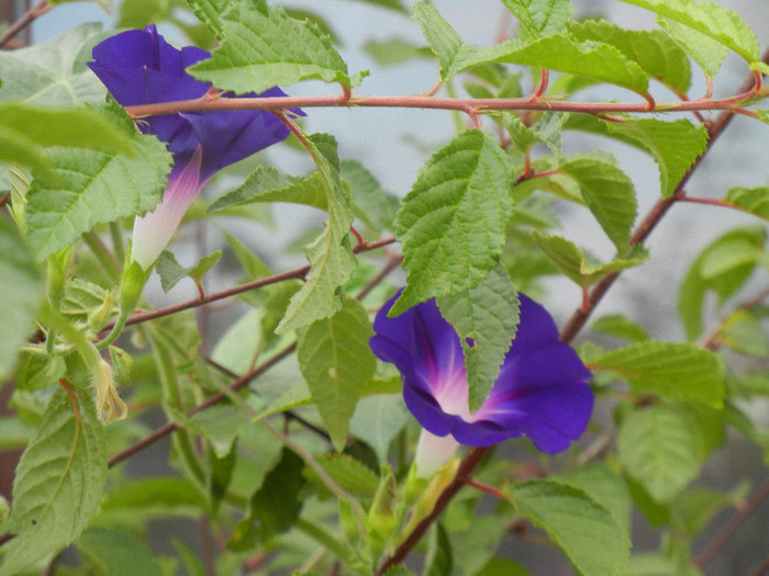 Morning Glory_Ipomoea (2012, Aug.02) - ZORELE Ipomoea