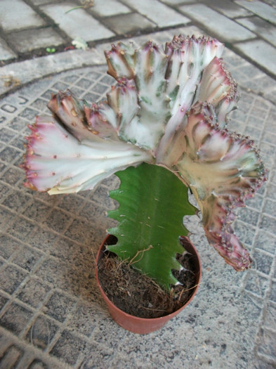 Picture 400 - Cactusi