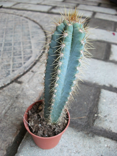 Picture 401 - Cactusi