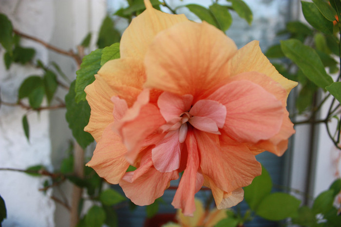 IMG_5278 - Hibiscus