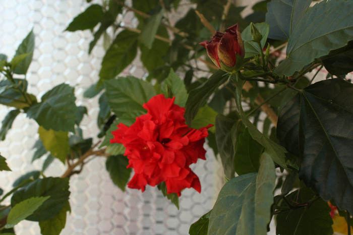 IMG_5387 - Hibiscus