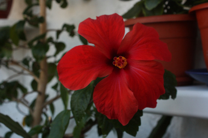 IMG_5390 - Hibiscus