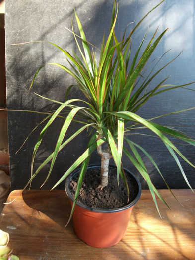 yucca sau dracena? - Plante decorative