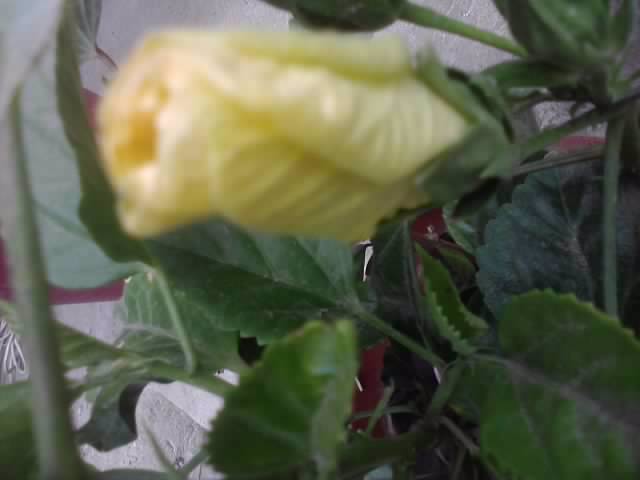 P010812_19.47 - hibiscusi-2012-1