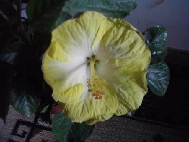 P020812_13.55 - hibiscusi-2012-1