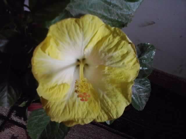 emily -mii de multumiri - hibiscusi-2012-1