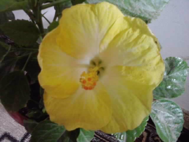 P020812_13.56 - hibiscusi-2012-1