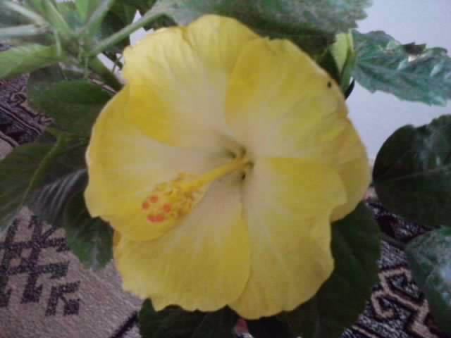 P020812_13.56_[01] - hibiscusi-2012-1