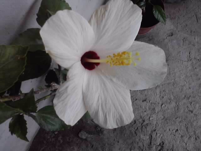 P020812_13.57 - hibiscusi-2012-1