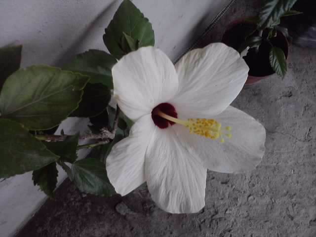 P020812_13.57_[01] - hibiscusi-2012-1